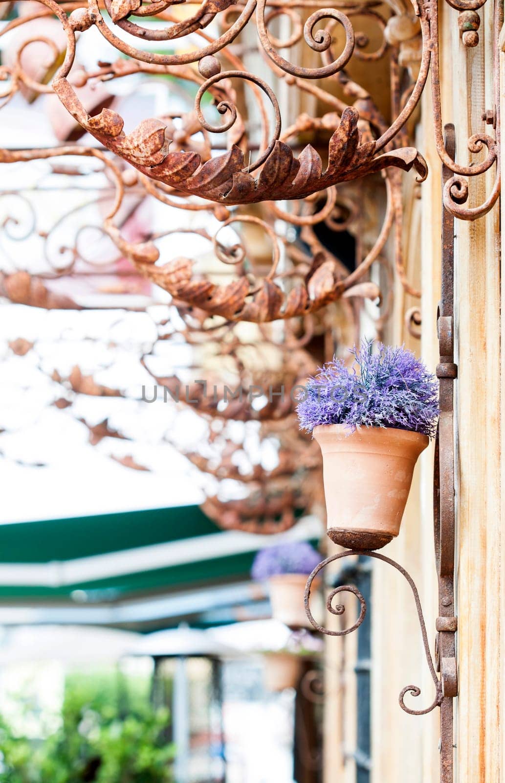 Lila flower in pot - street decoration