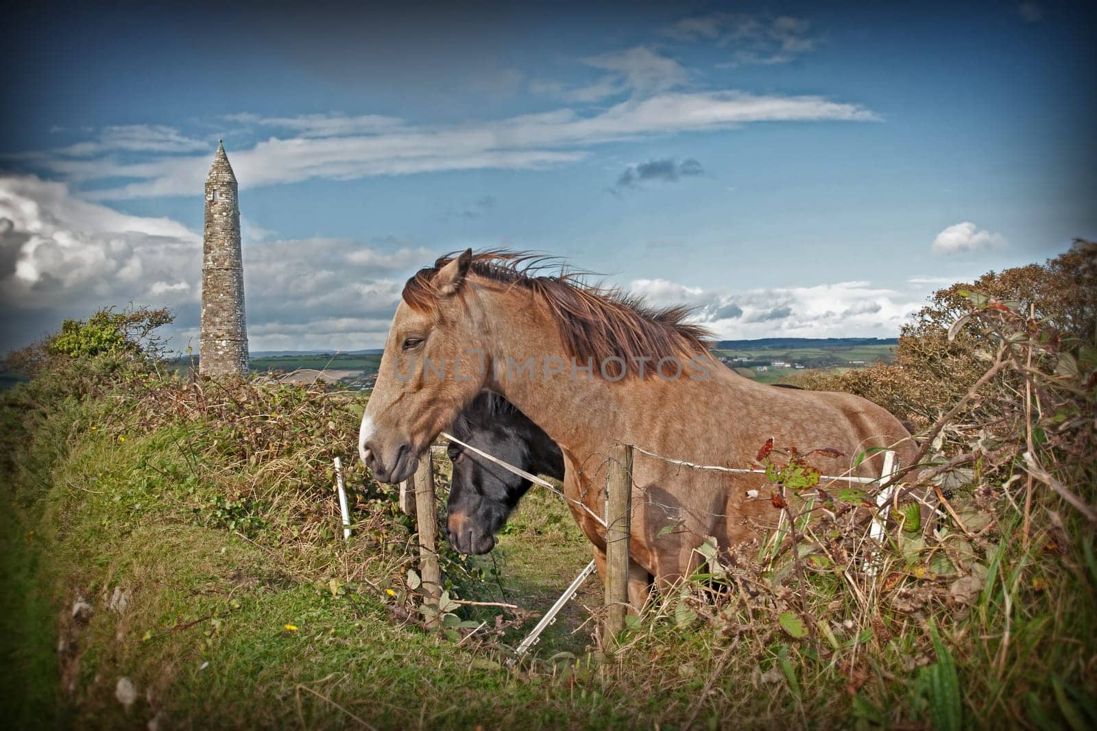 two Irish horses and ancient round tower in the beautiful Ardmore countryside of county Waterford Ireland