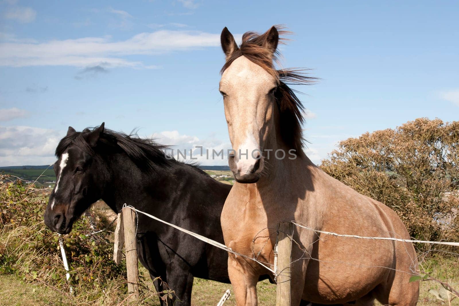 two Irish horses in the beautiful Ardmore countryside of county Waterford Ireland