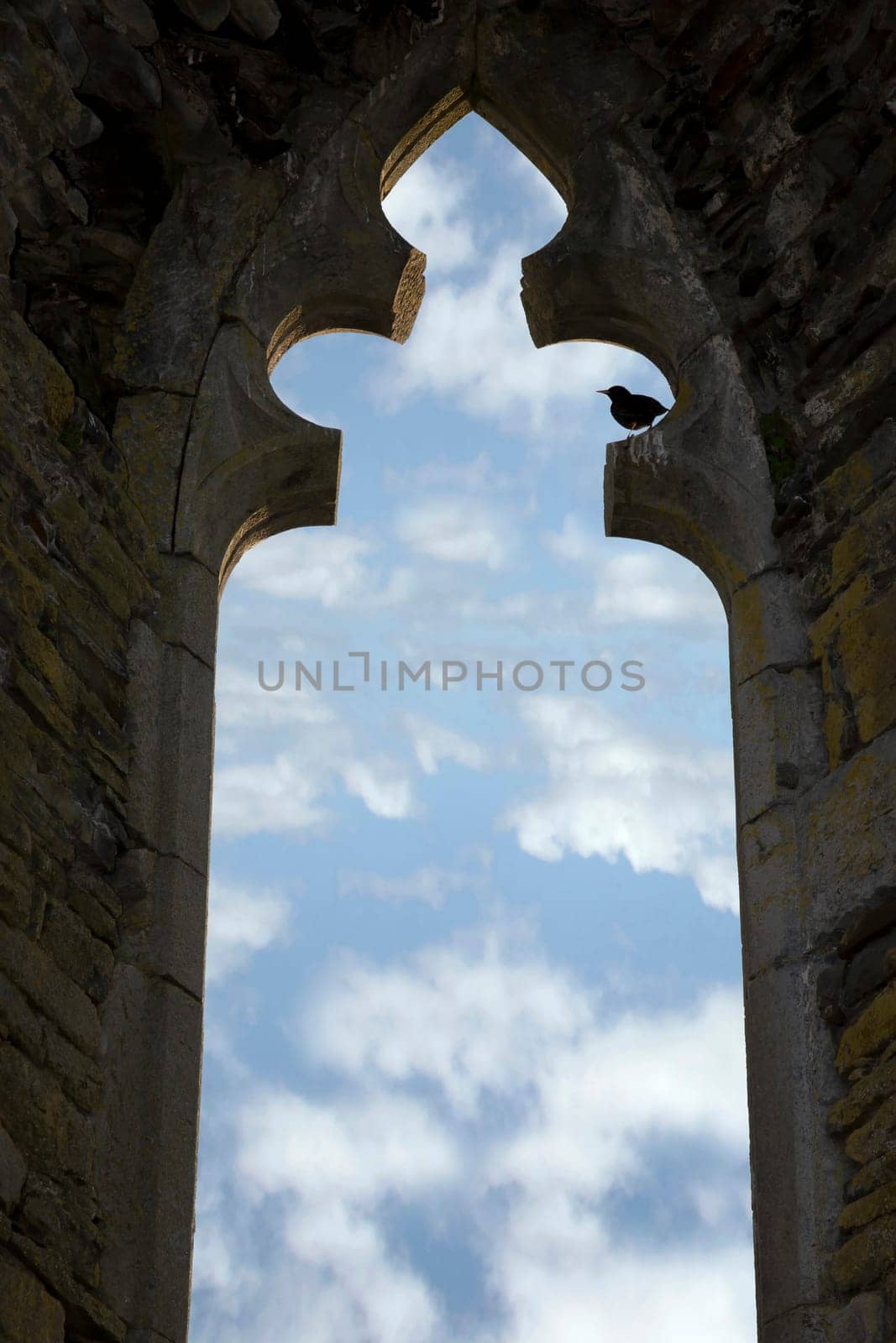 old arch window with no glass and a bird perched in an Irish historic site