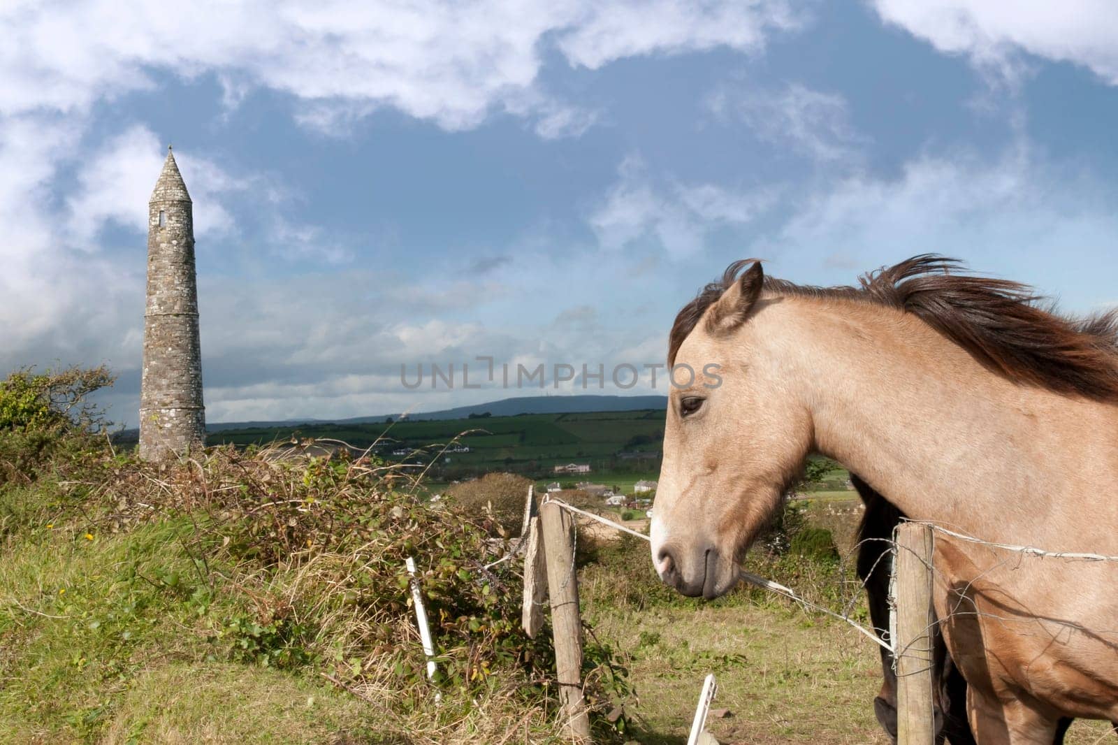 two Irish horses and ancient round tower in the beautiful Ardmore countryside of county Waterford Ireland
