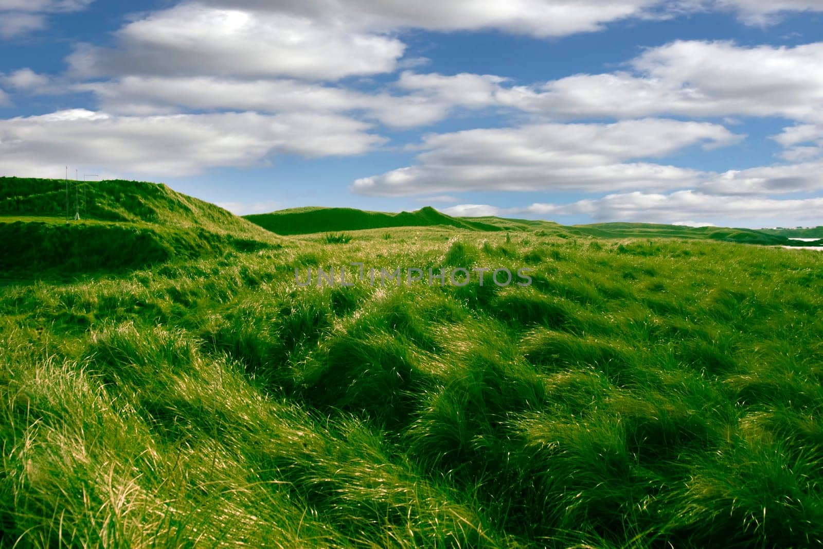 tall green grass on the dunes of Ballybunion golf course in county Kerry, Ireland