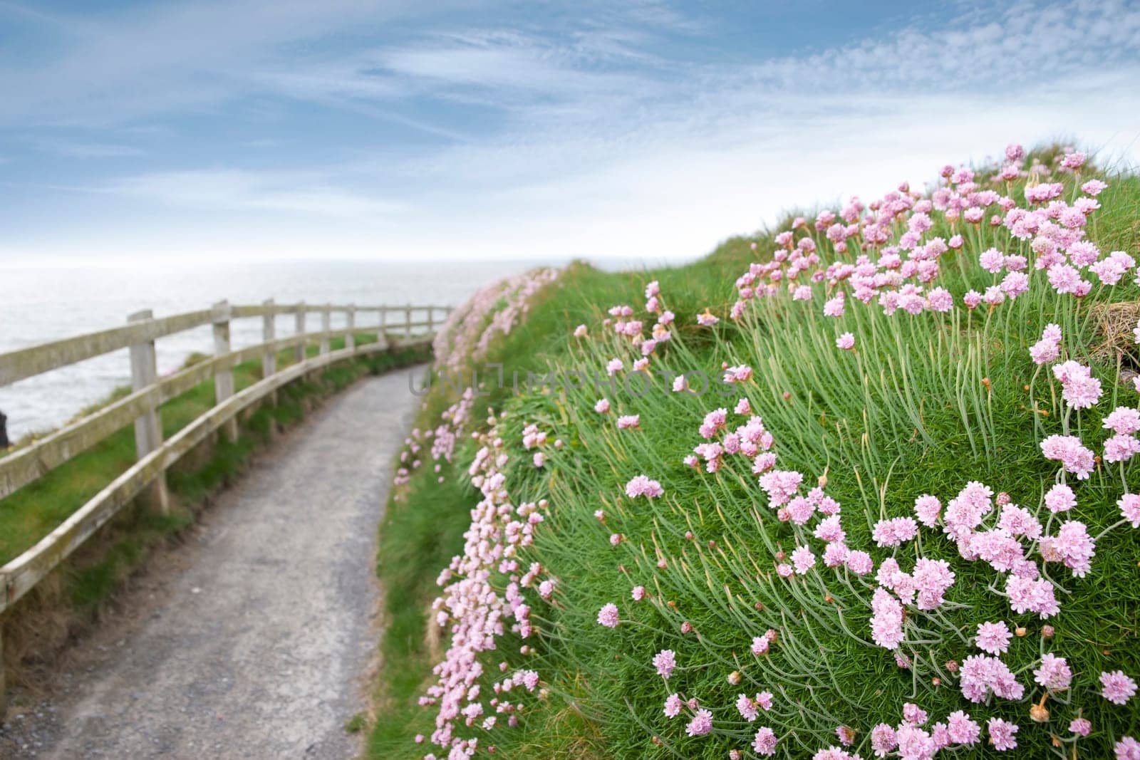 wild flowers along a cliff walk path in county Kerry Ireland