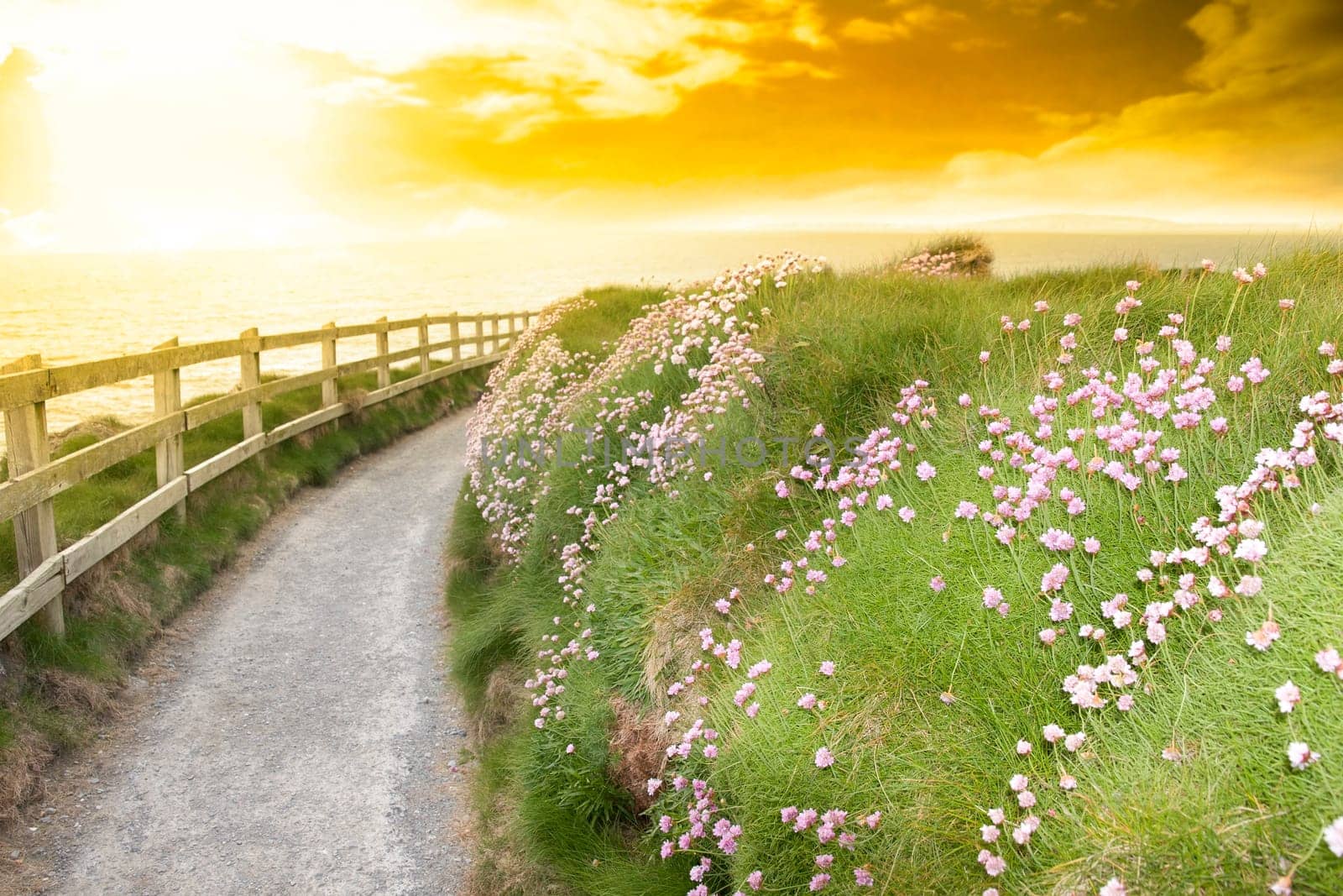 wild flowers along a cliff walk path in county Kerry Ireland