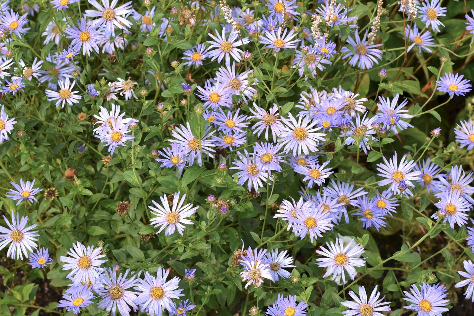 Flowerbed