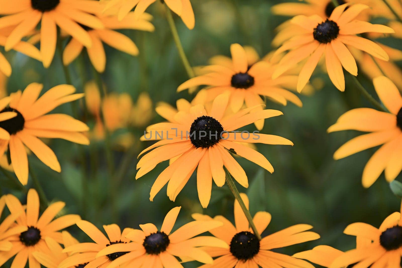 Summer flowers