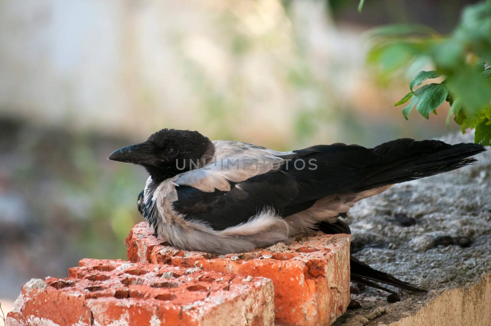Magpie living in urban grunge environment closeup