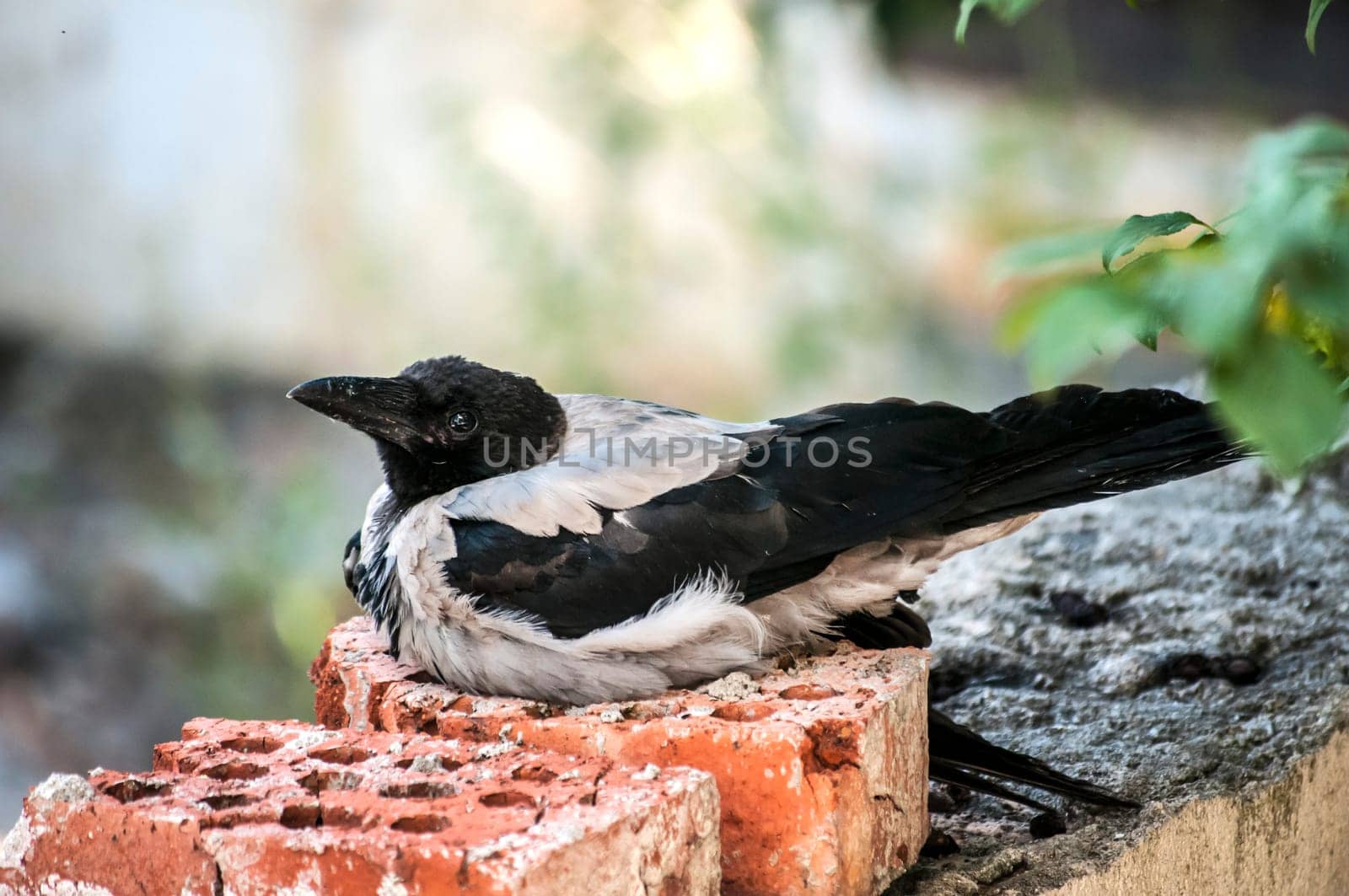 Magpie living in urban grunge environment closeup