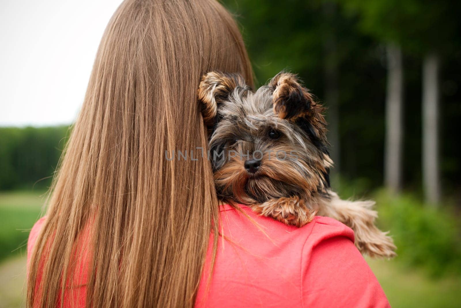 Yorkshire terrier puppy on woman's arms