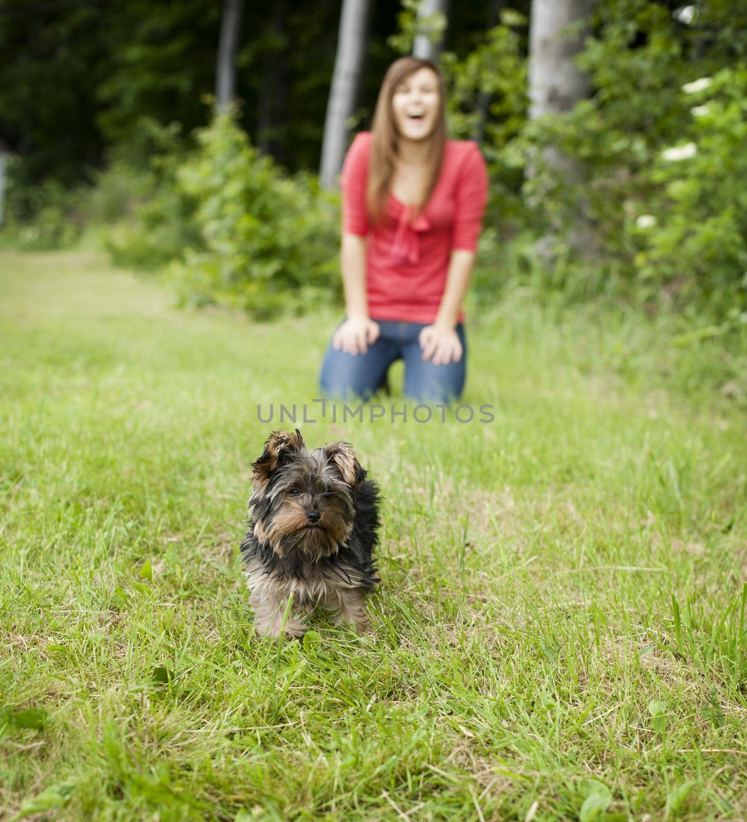 Yorkshire terrier puppy on meadow