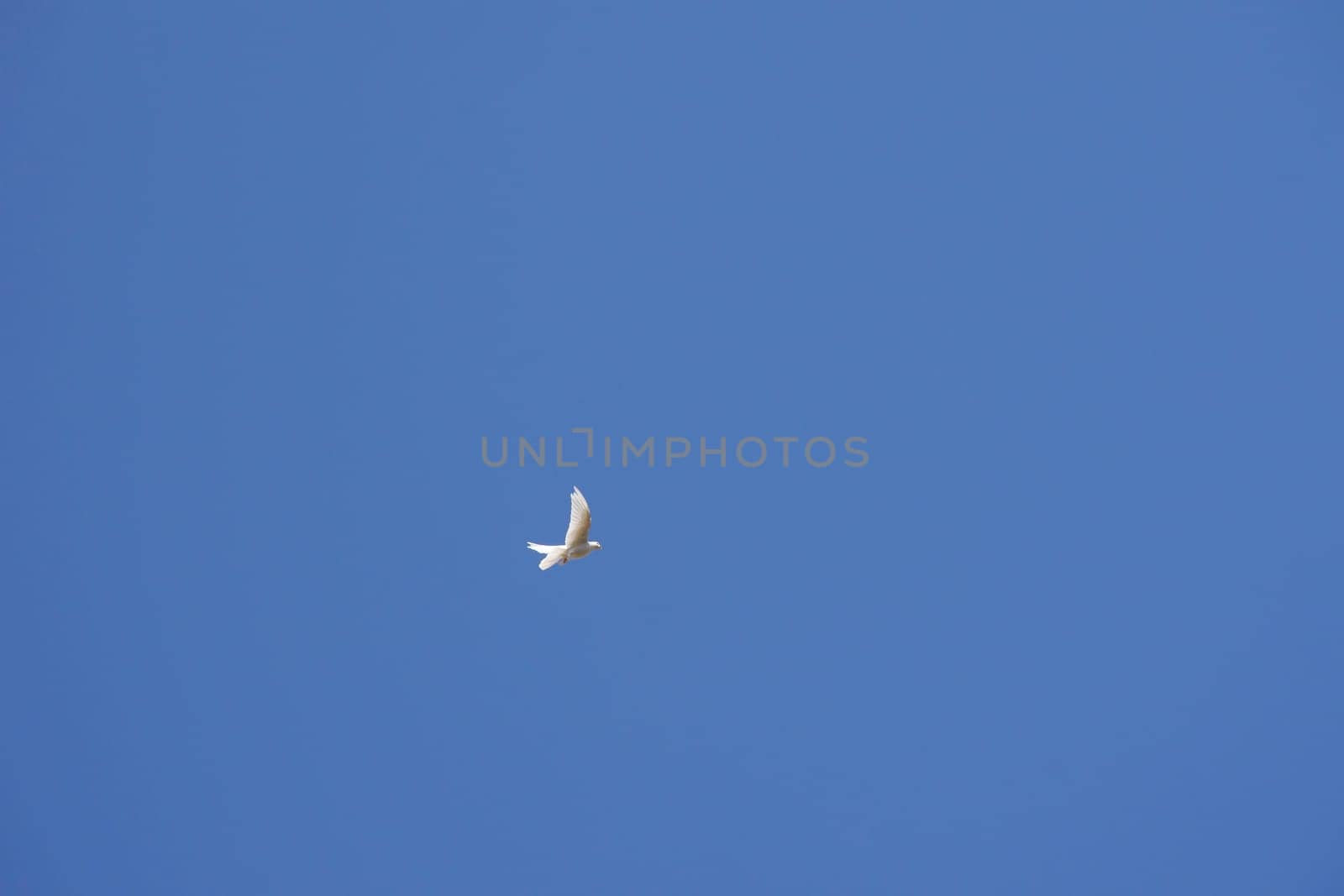 The photograph of a white,flying pigeon.