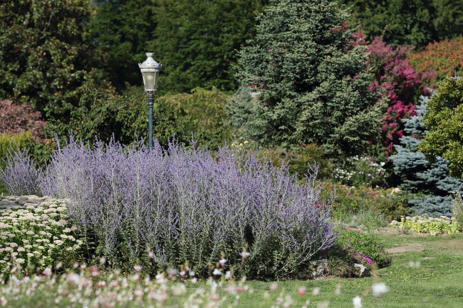 Details of an ornamental garden in summer with beautiful russian sage.