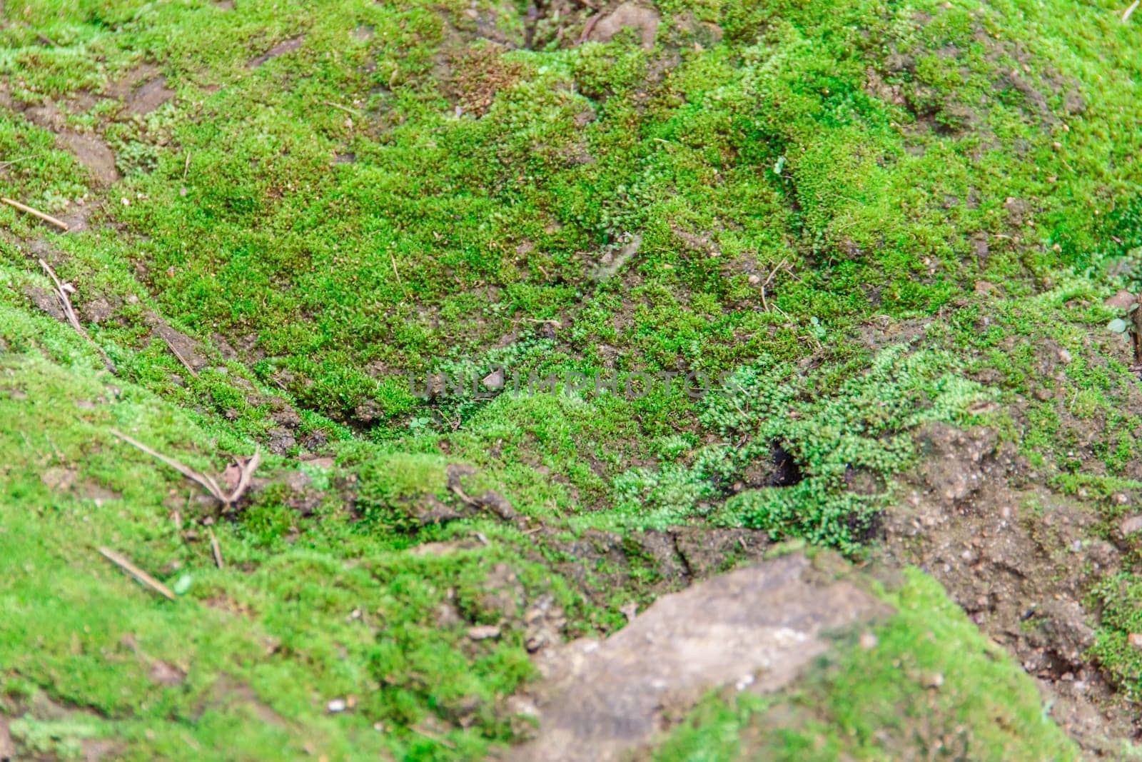 green moss plants on ground