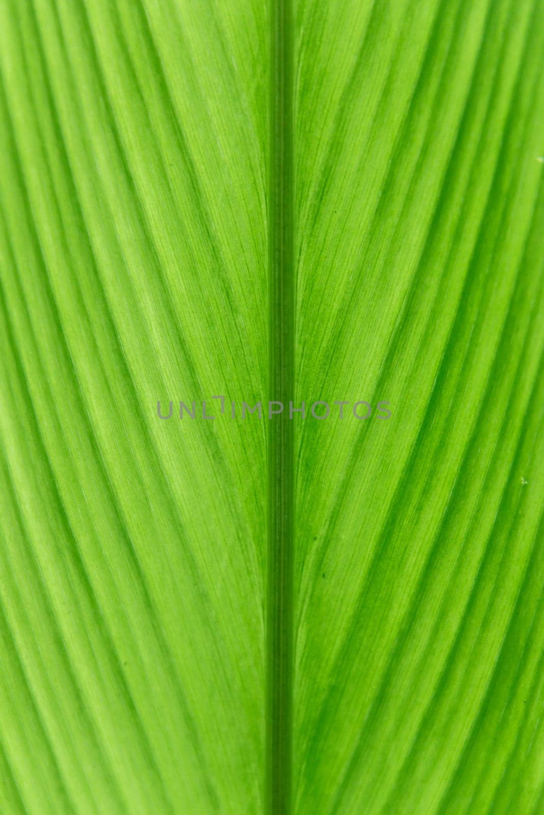 green ginger leaf. abstract