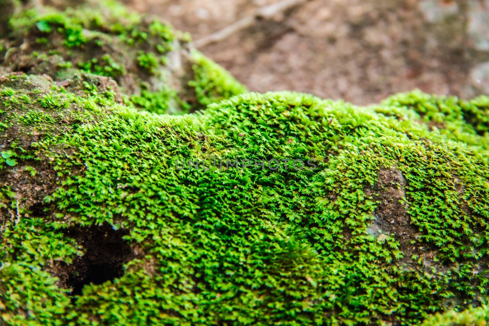 green moss plants on ground