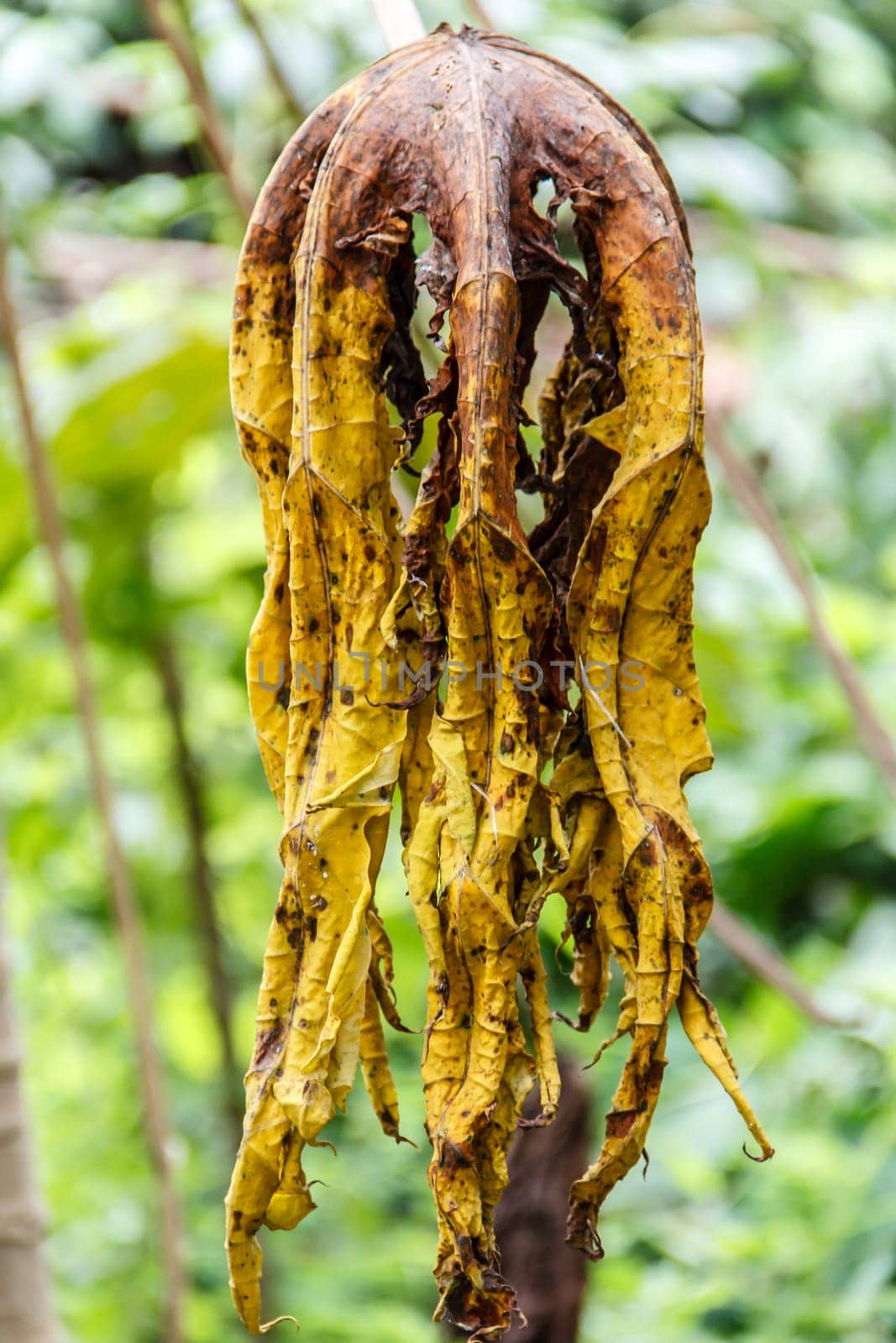 Papaya leaves to shrivel