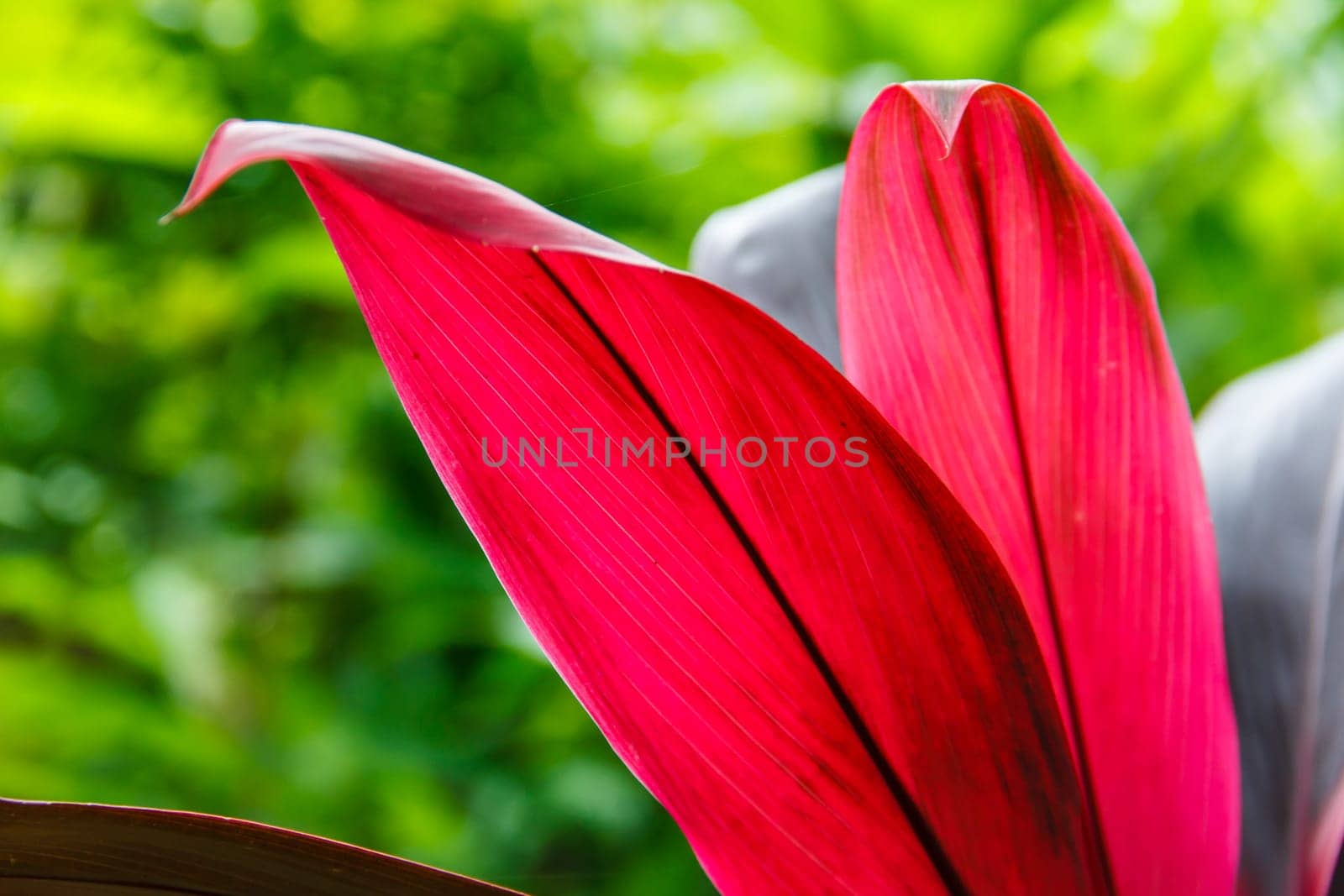 purple ginger leaf