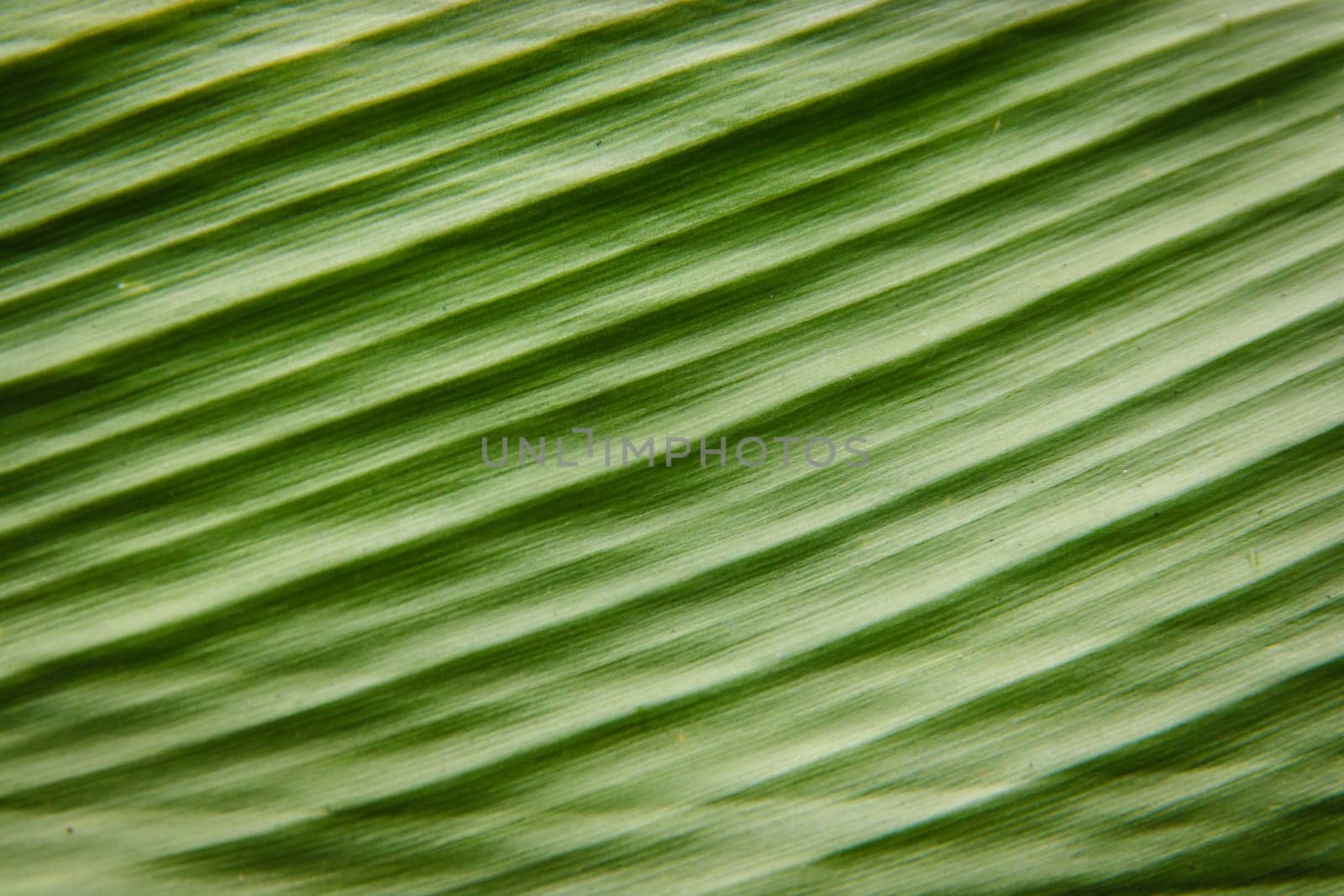 green ginger leaf. abstract