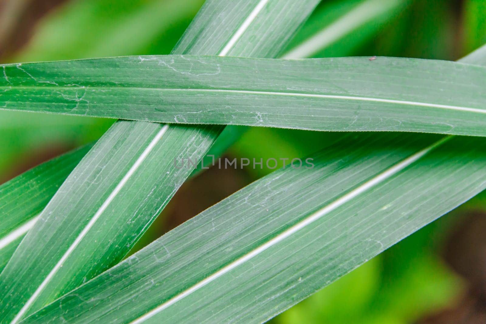 Green grass  leaf, background