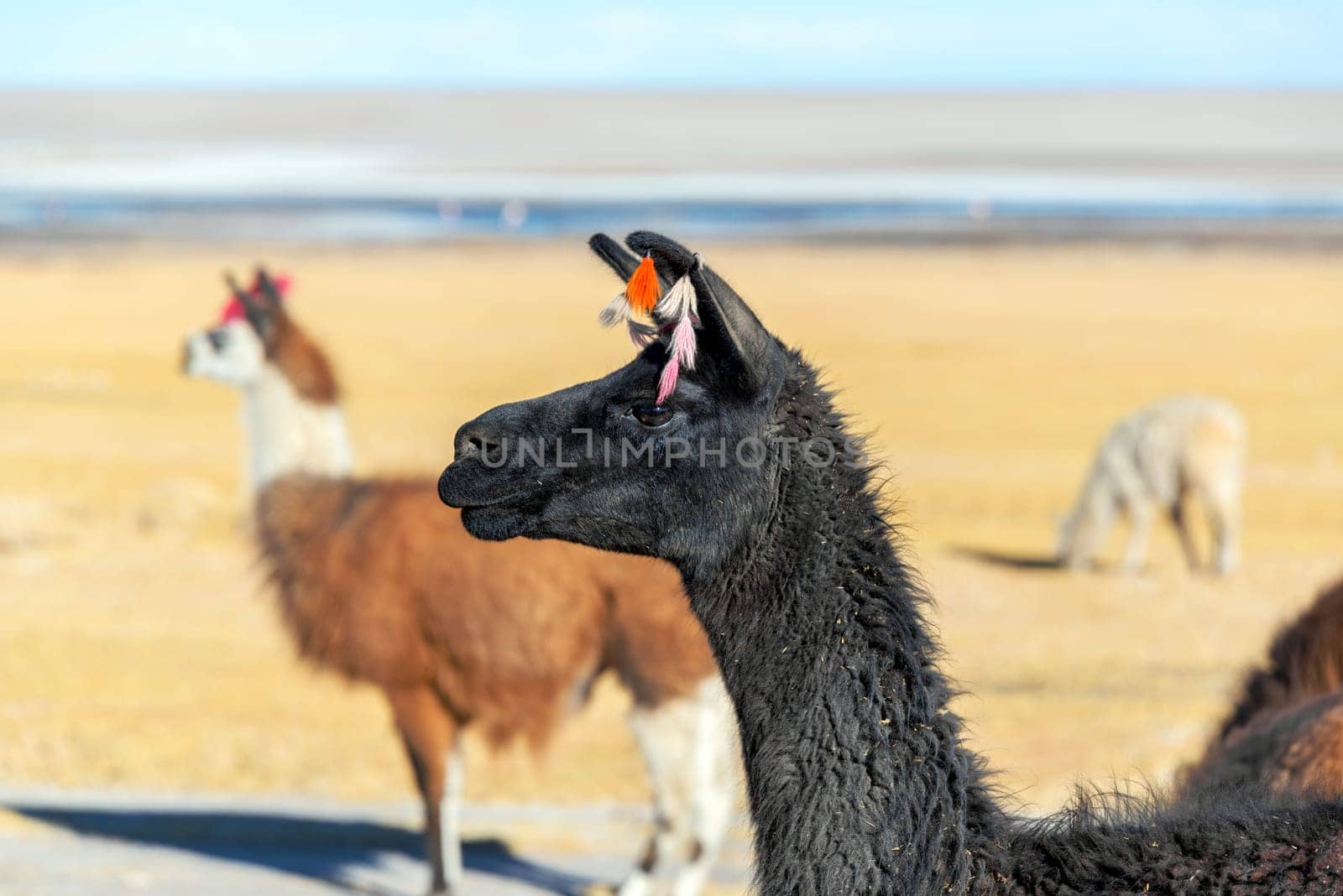 Closeup of a black llama with other llamas visible in the background near Uyuni, Bolivia