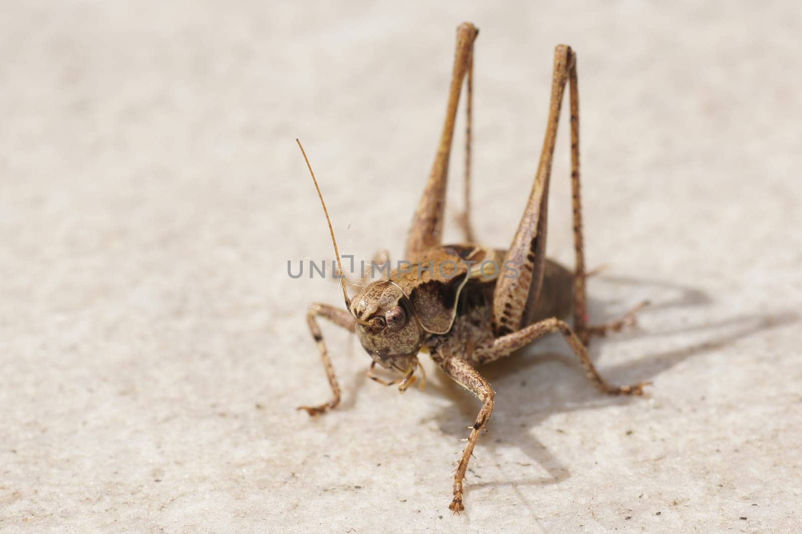 Grasshopper