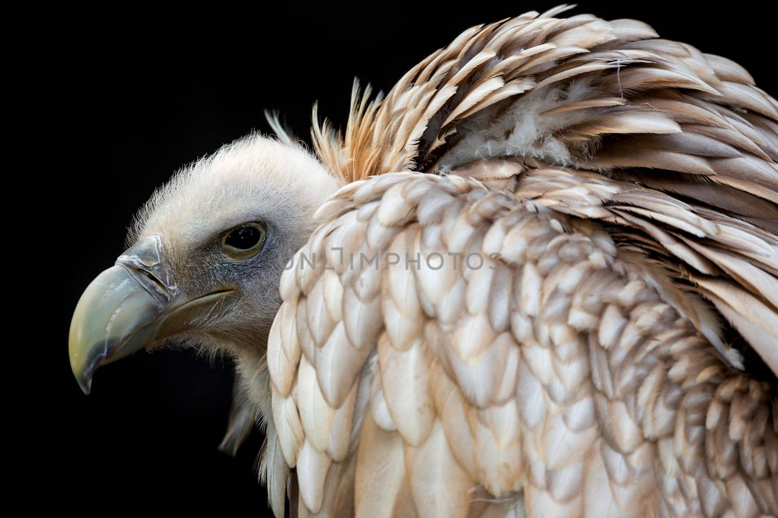 Snow vulture (Gyps himalayensis)