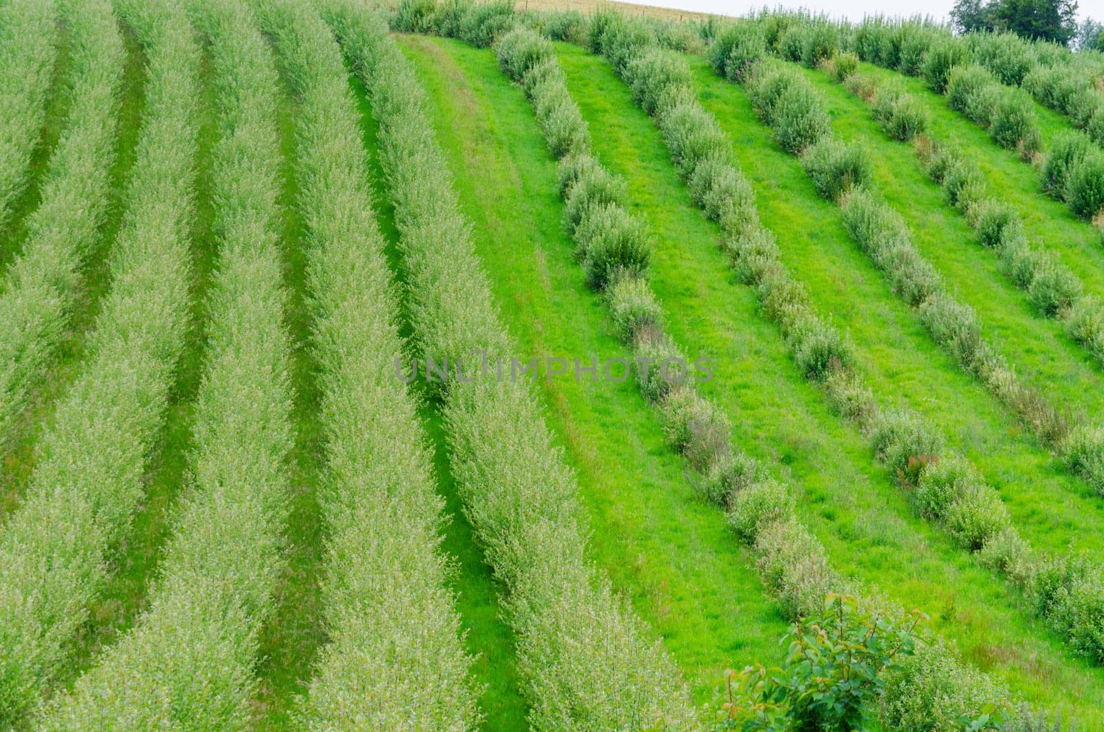 Plants set in a row,young trees of a nursery.
