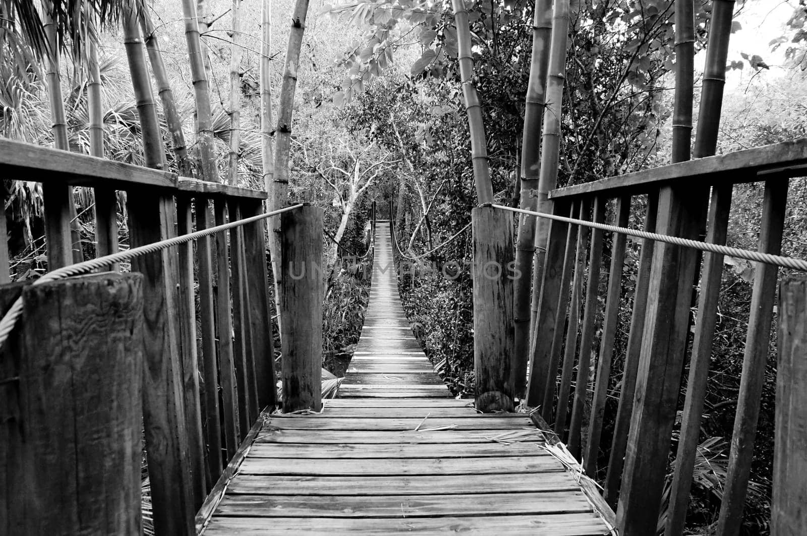 Looking out across a wooden suspension bridge in a subtropical environment in southwest florida.