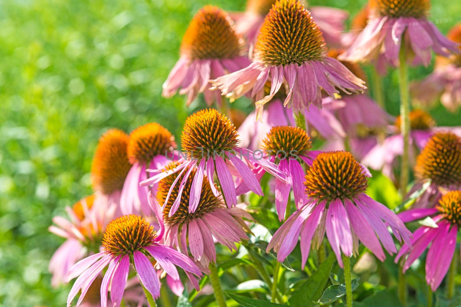 Red Sun Hat,Echinacea purpurea