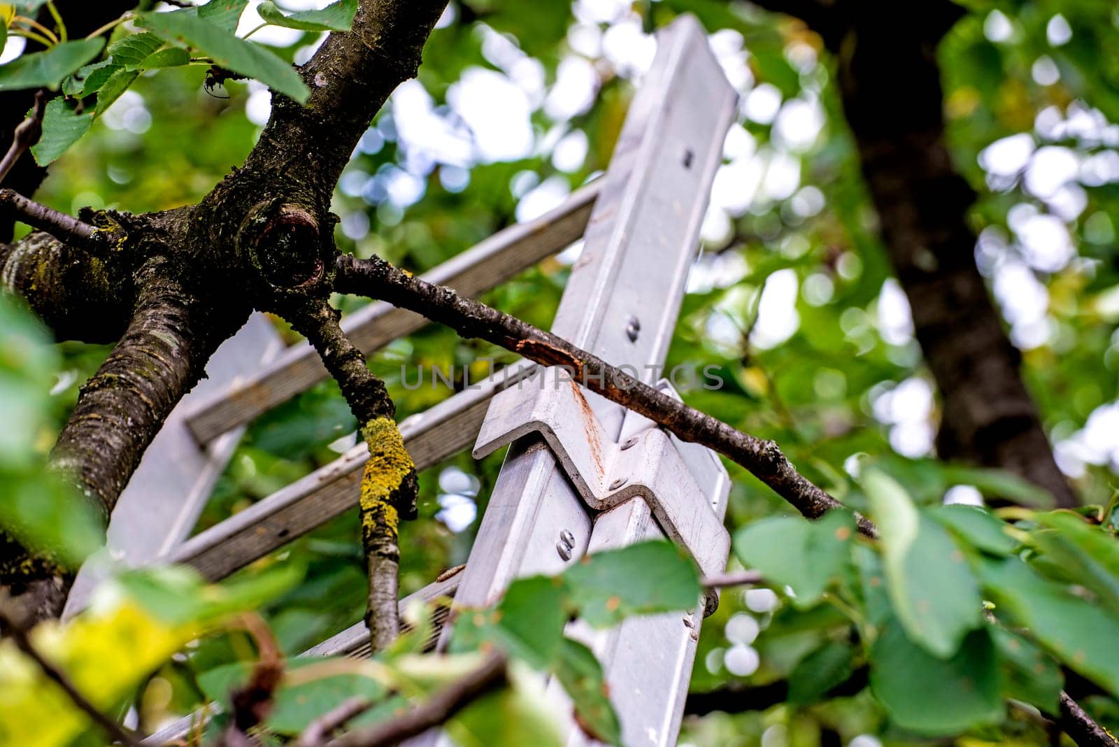 Ladder to fruit tree