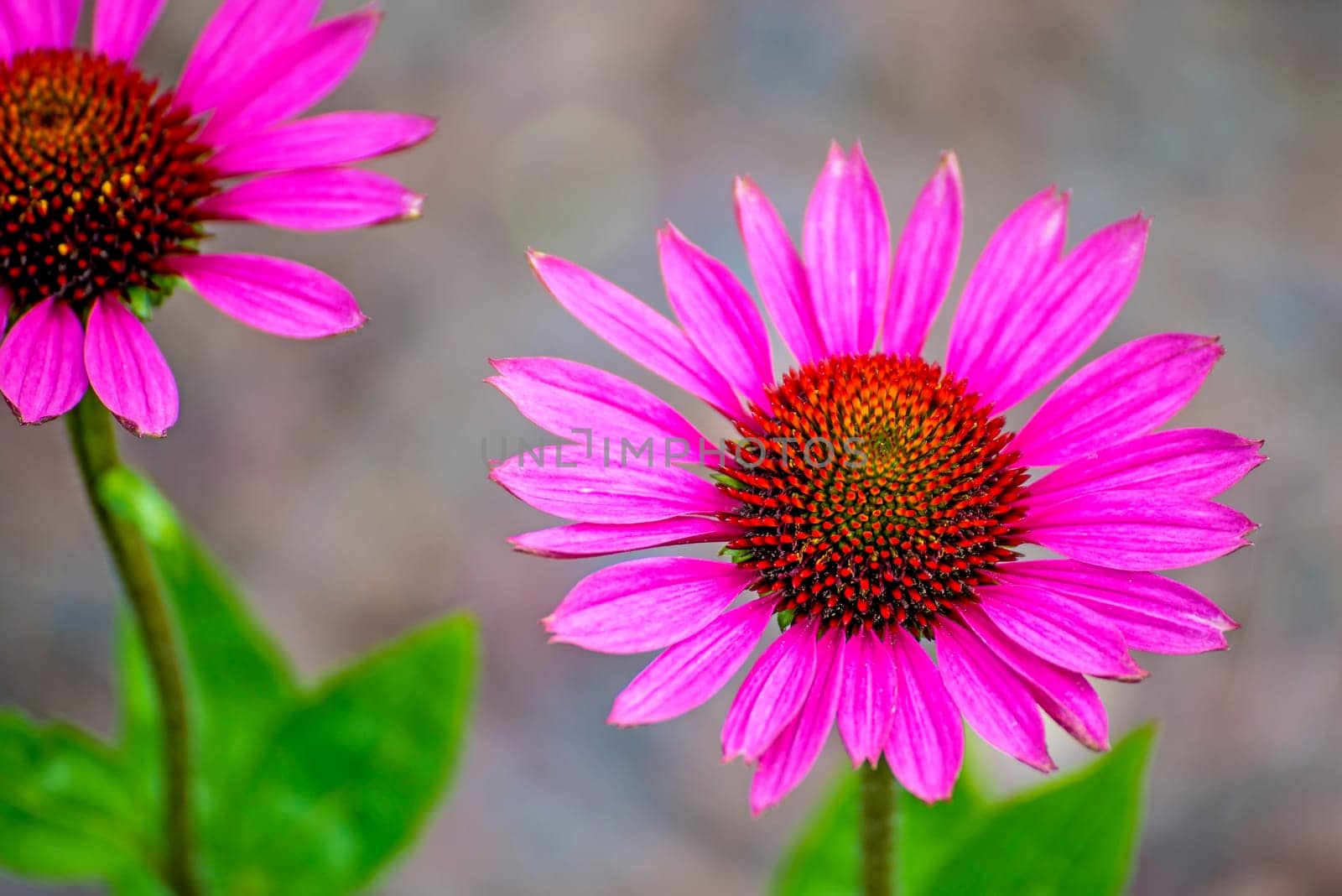 Red Sun Hat,Echinacea purpurea