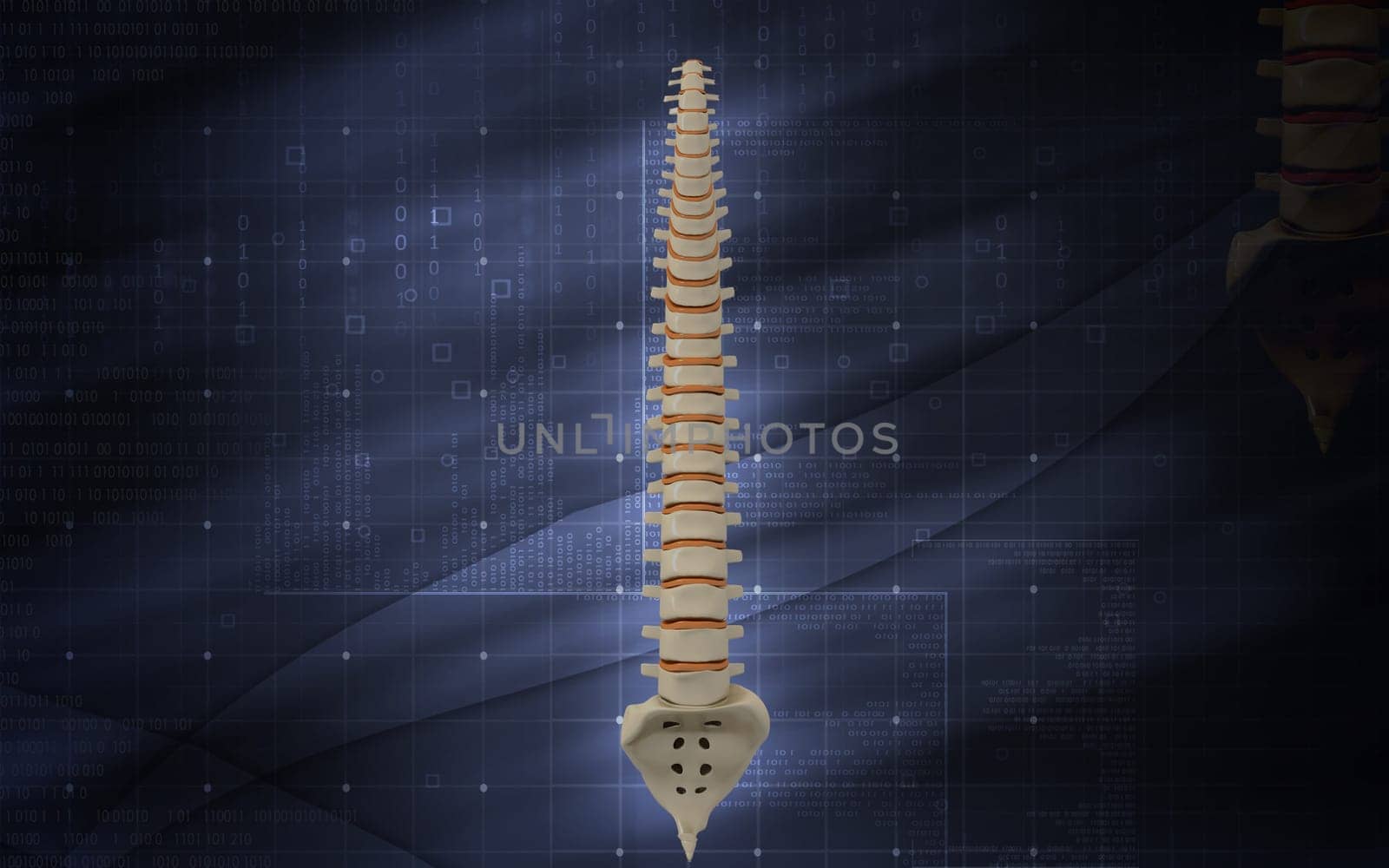 Digital illustration of back bone in colour background