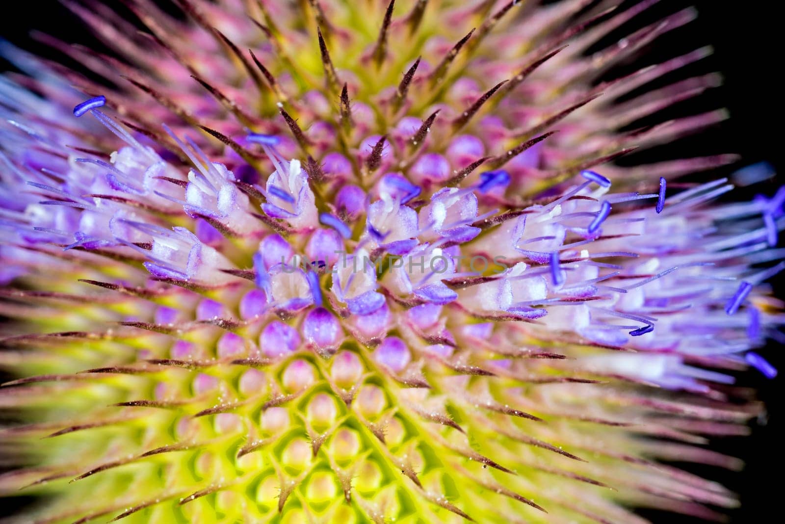 Card,close-up of the flower