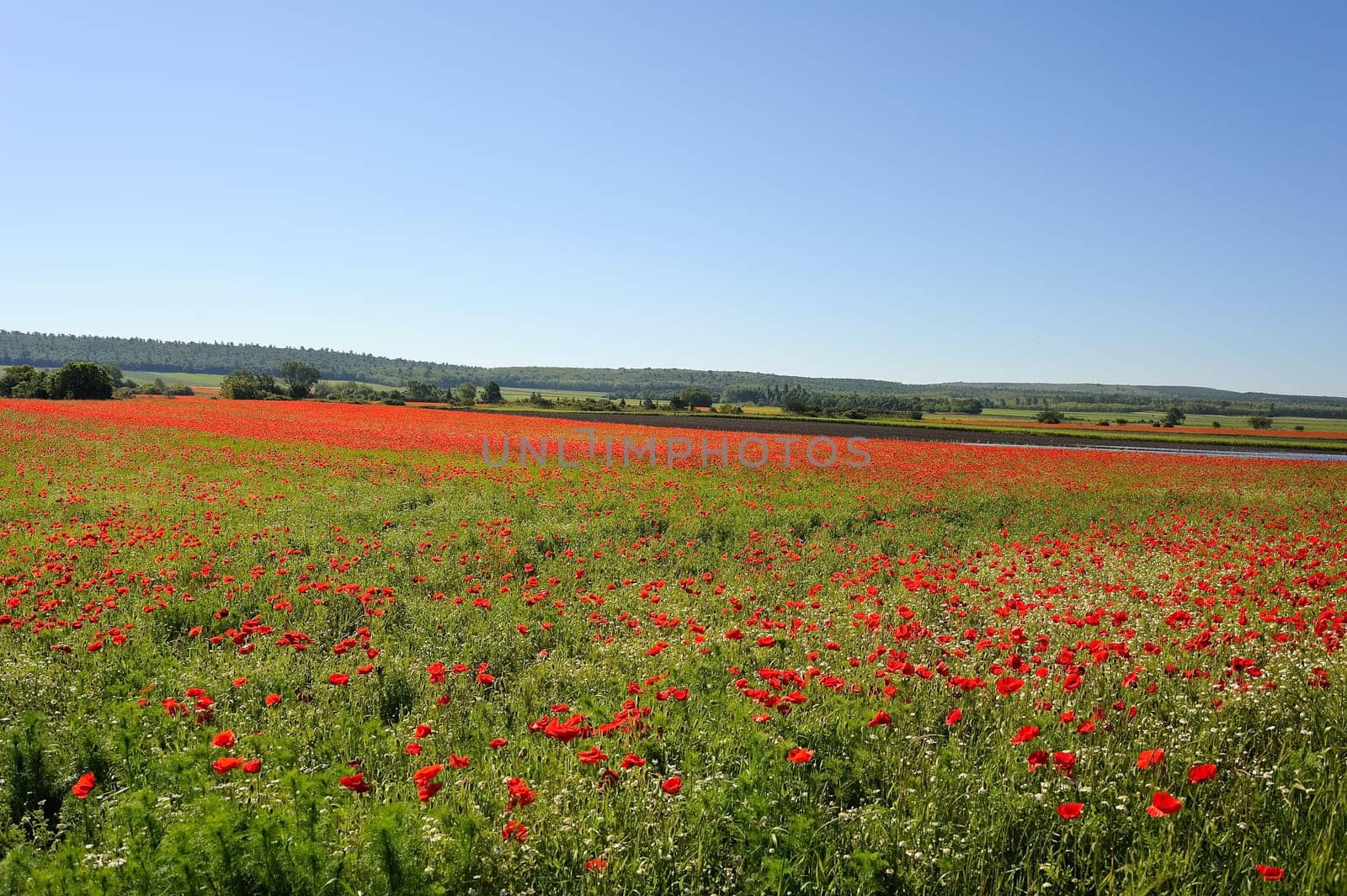 Poppy field in Burgenland