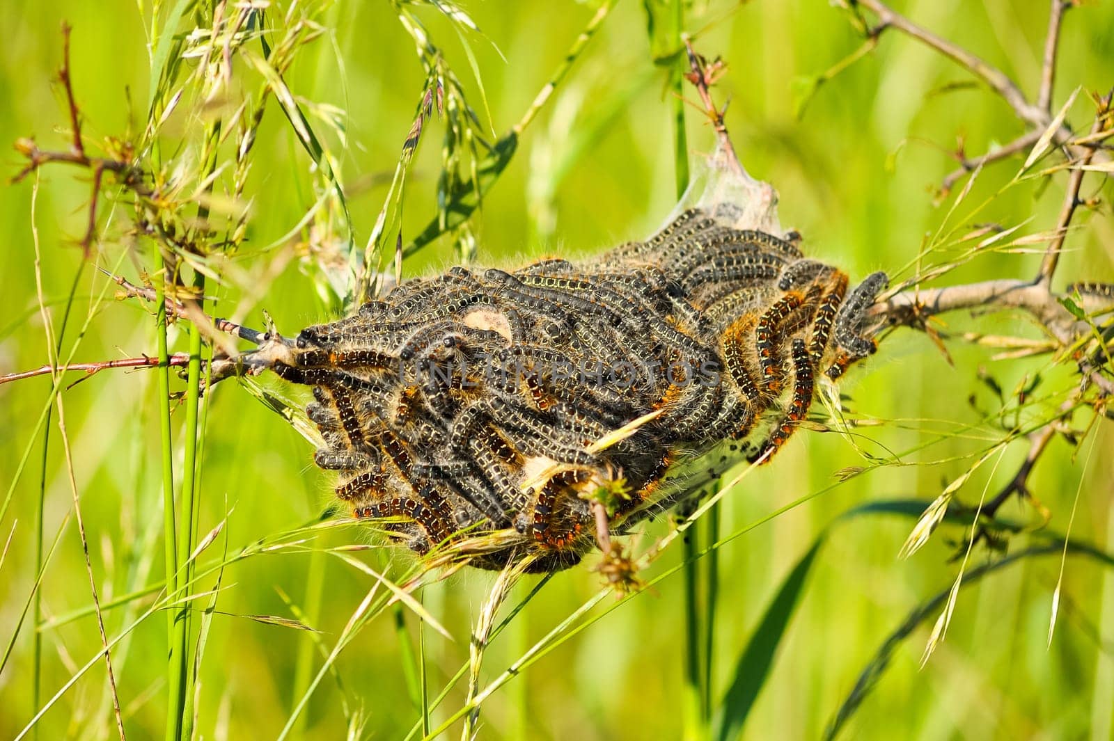 Oak procession spinner nest allergy
