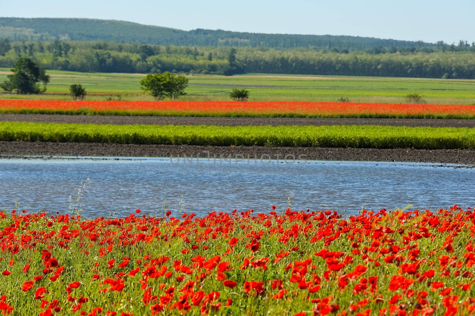 Poppies on the water