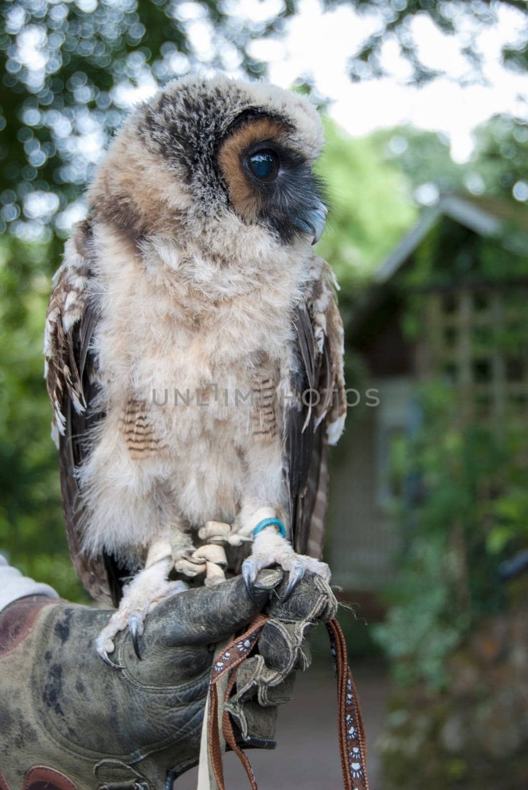 A Malaysian Brown Wood Owl (Strix leptogrammica) on a falconers' gauntlet