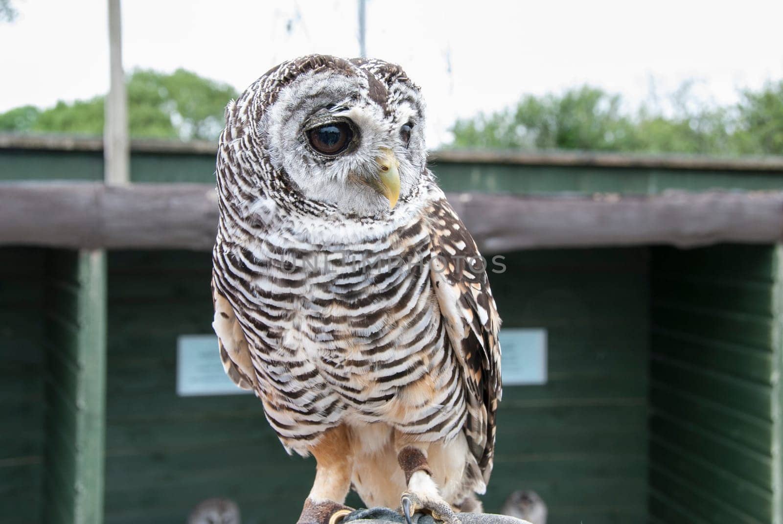 A Rufous Legged Owl (Strix rufipes)