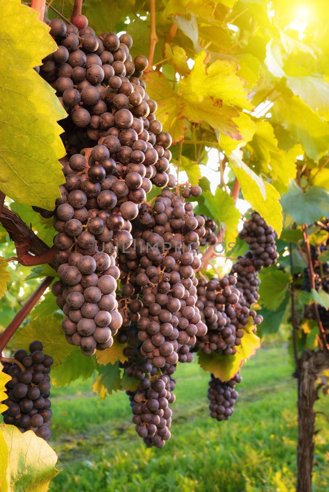 Vines with red,ripe grapes in warm sunlight