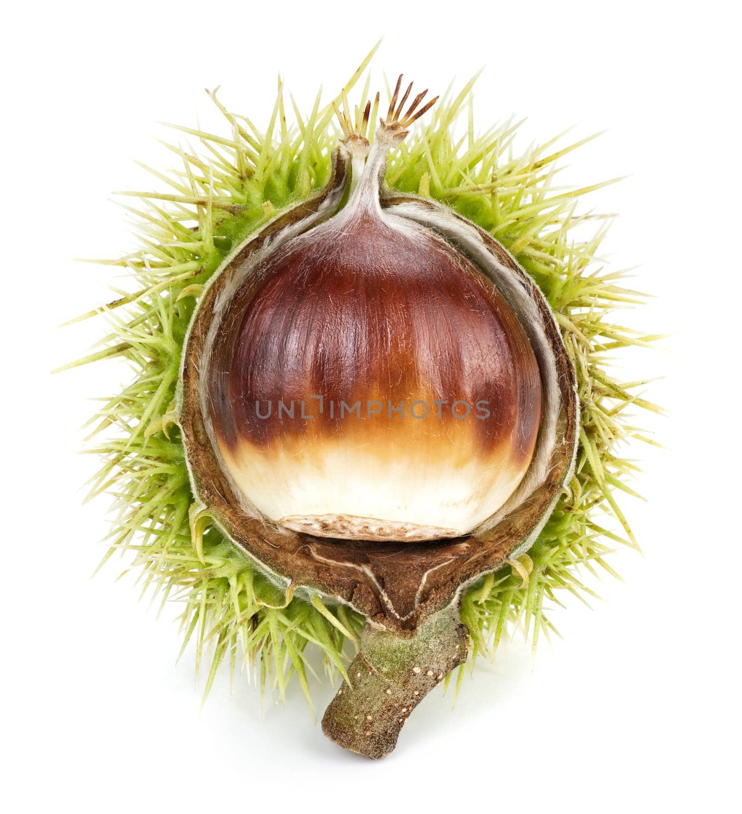 Chestnut in open shell,studio recording on white background