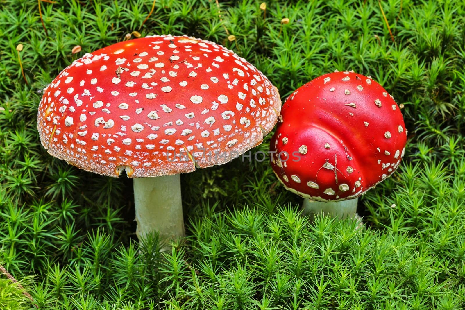 Toadstool,close-up of the poisonous fungus on moss