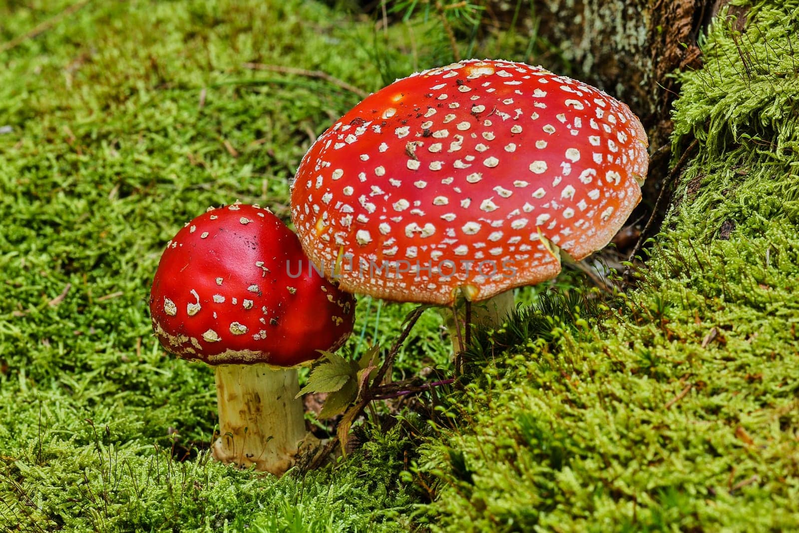 Toadstool,close-up of the poisonous fungus on moss
