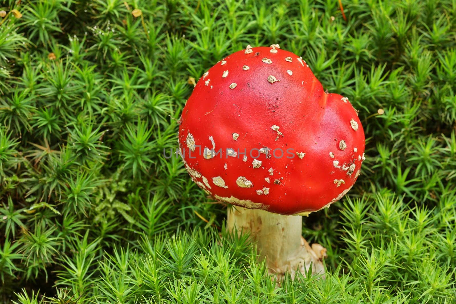 Toadstool,close-up of the poisonous fungus on moss