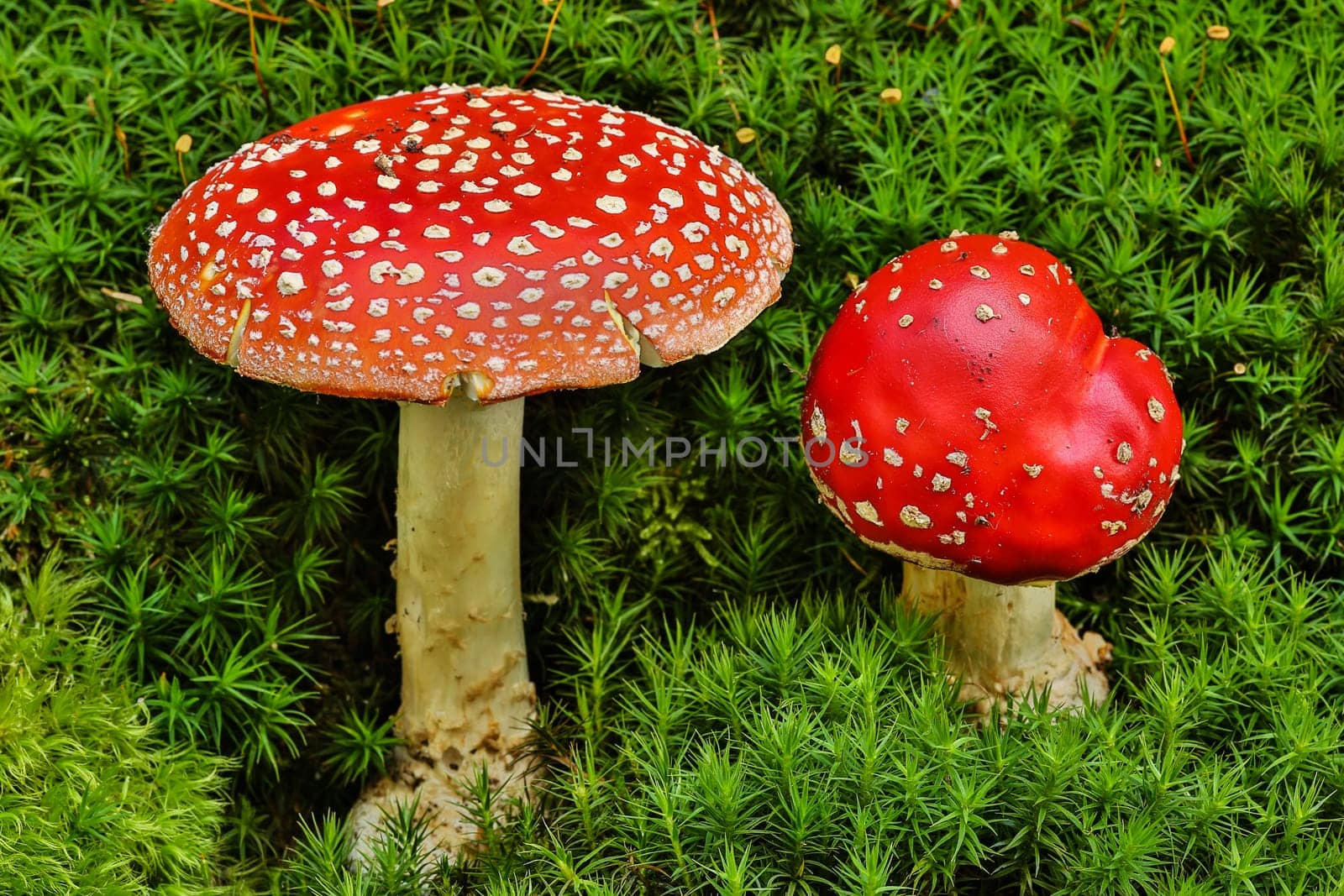 Toadstool,close-up of the poisonous fungus on moss
