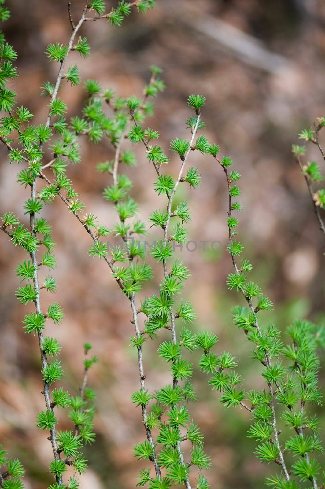 several shows with fresh larch shoots (Larix decidua) against blurred forest background