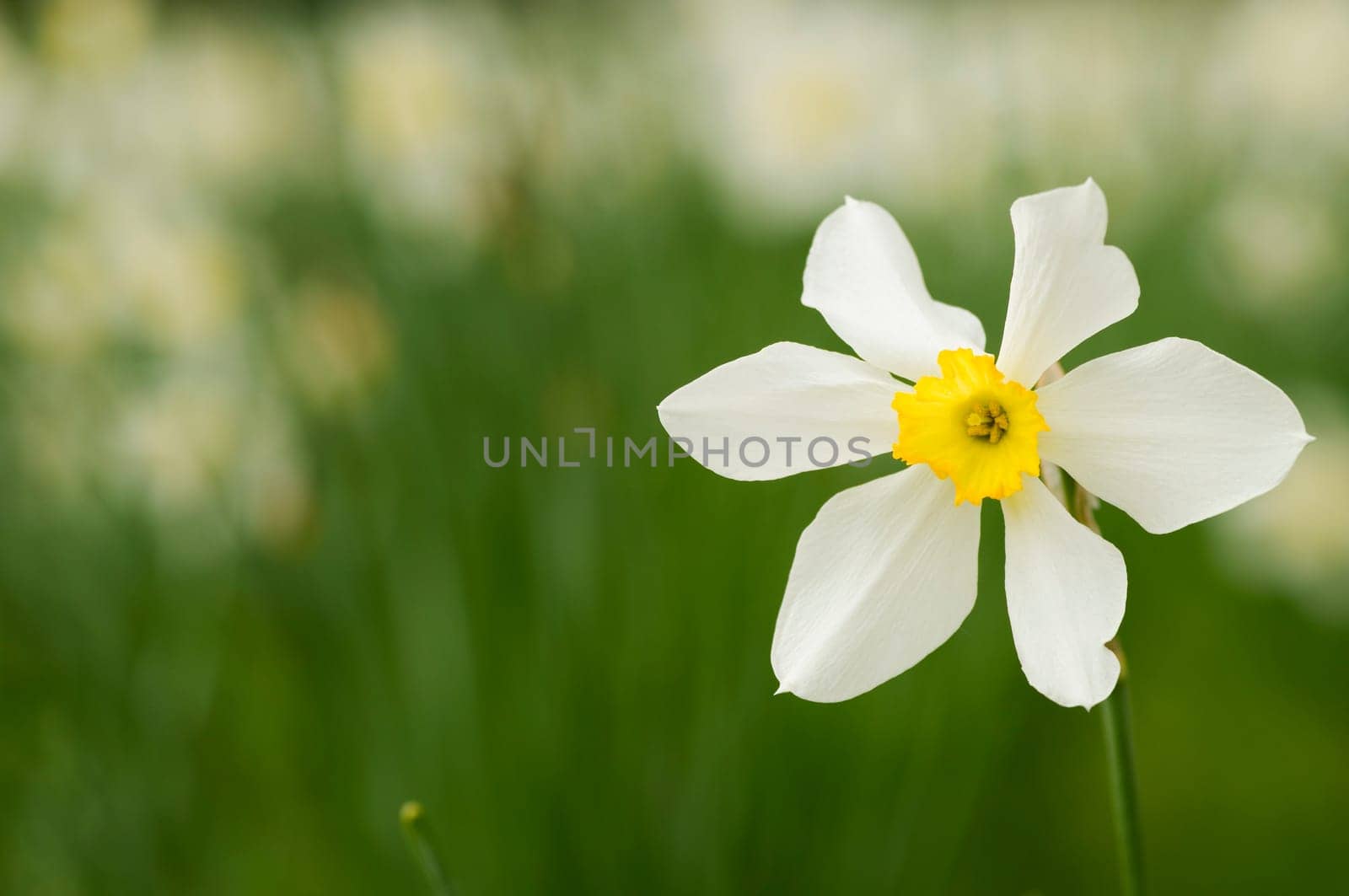 Close-up of a white narcissist against a fuzzy natural background
