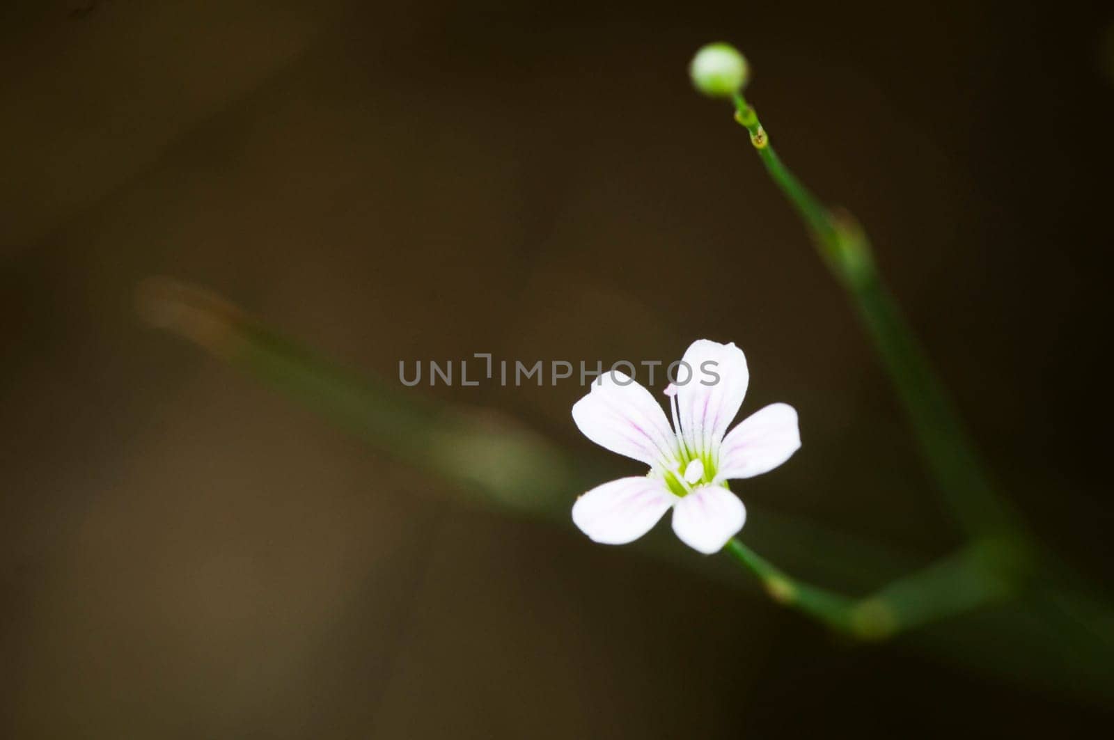 Close-up of a limping needle-mieren-flower (Minuartia laricifolia) against a fuzzy background