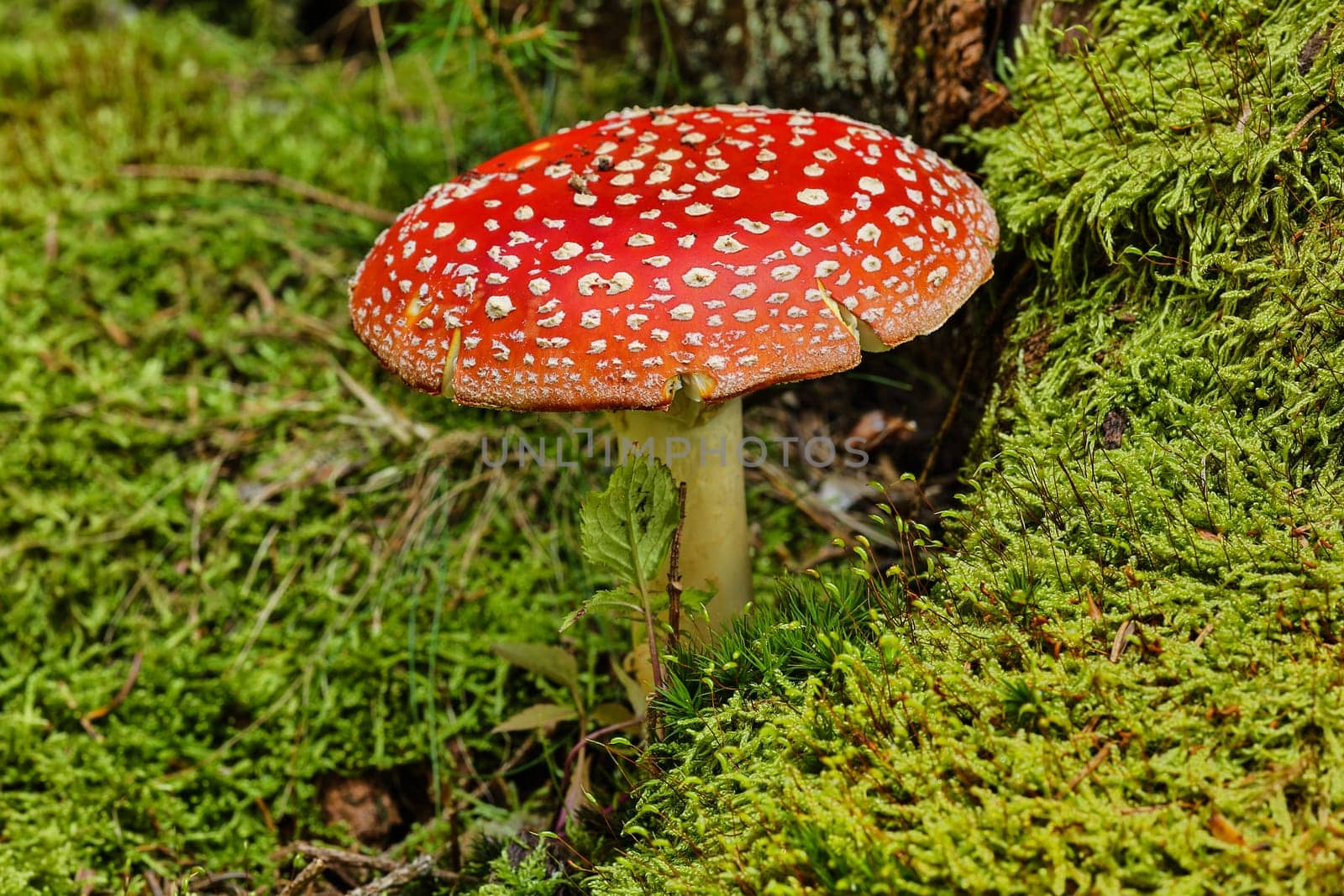 Toadstool,close-up of the poisonous fungus on moss