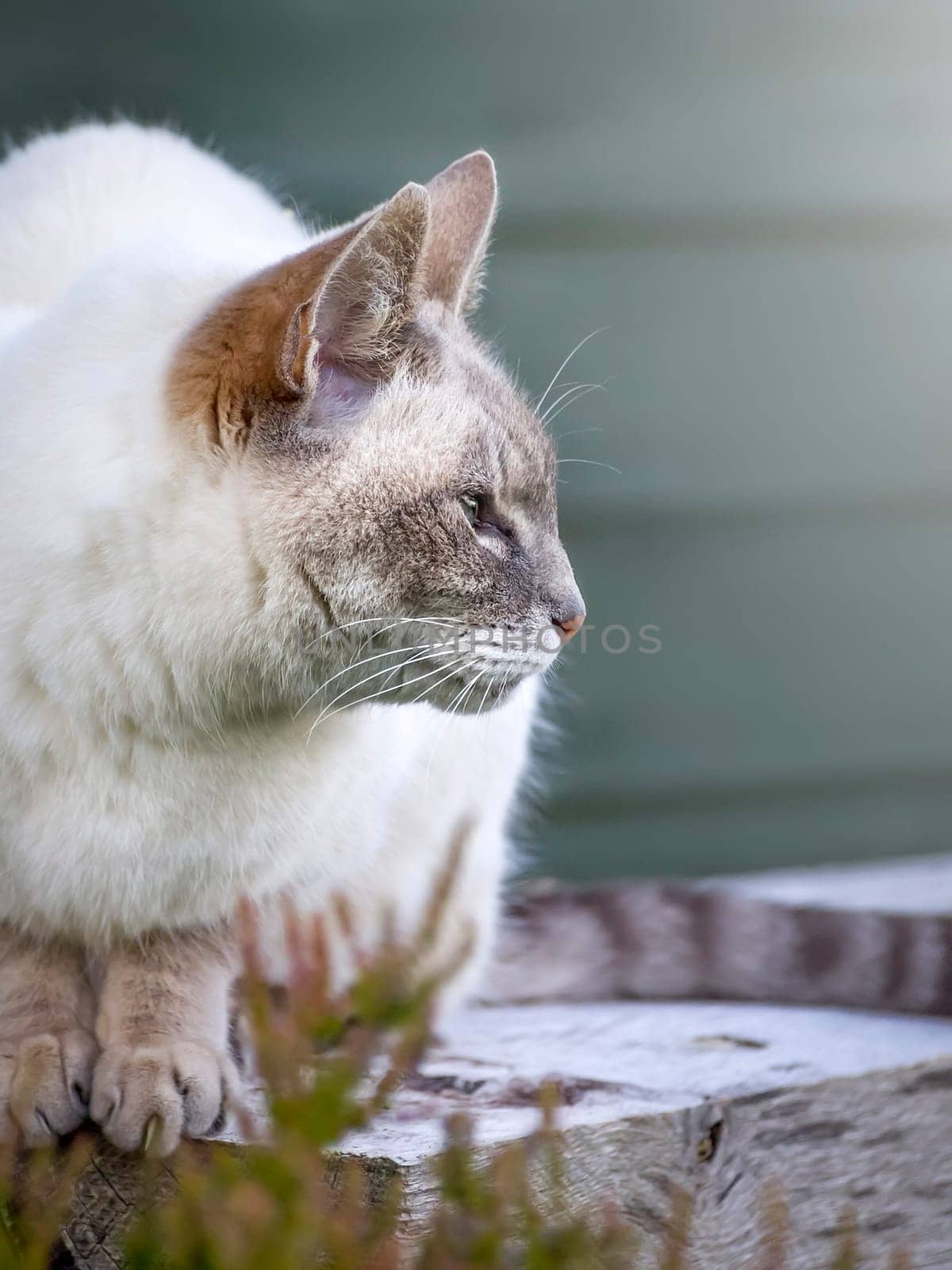 An image of a nice cat portrait