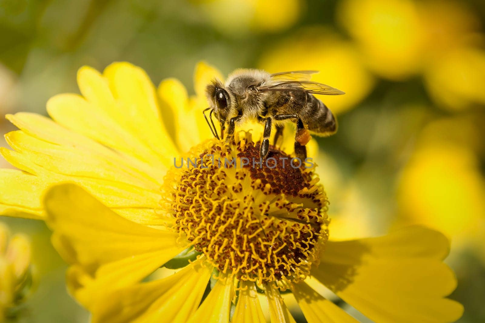 An image of a flower background
